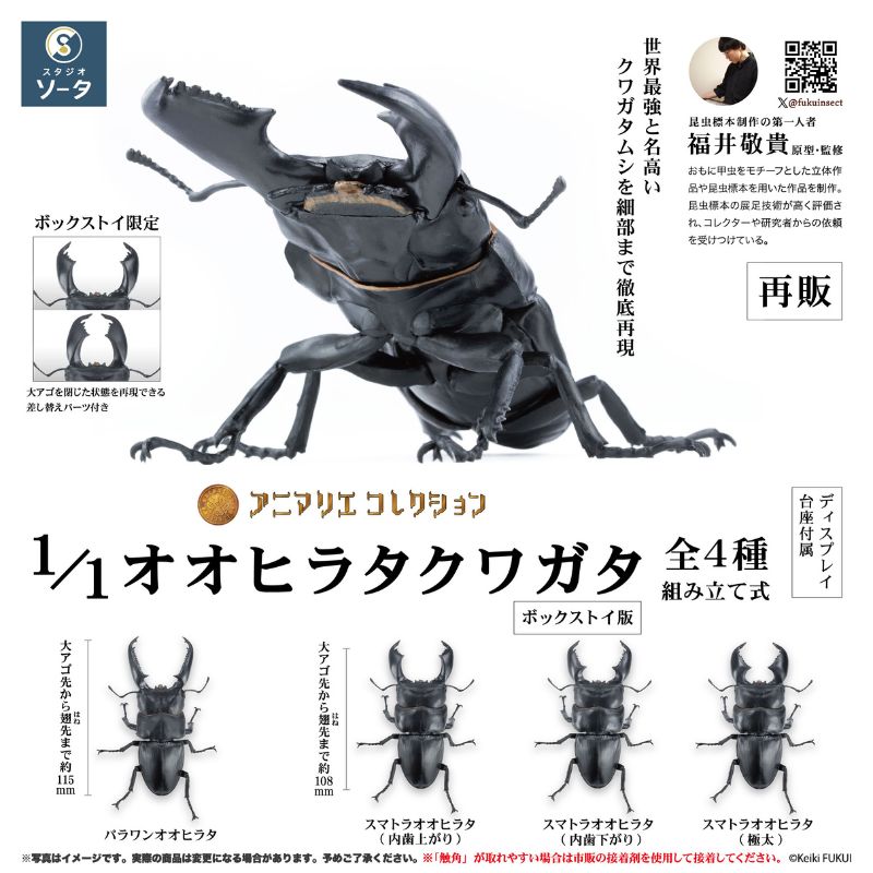 SO-TA Animalier Collection Dorcus Titanus 4Pack BOX 1/1 Figure JAPAN OFFICIAL