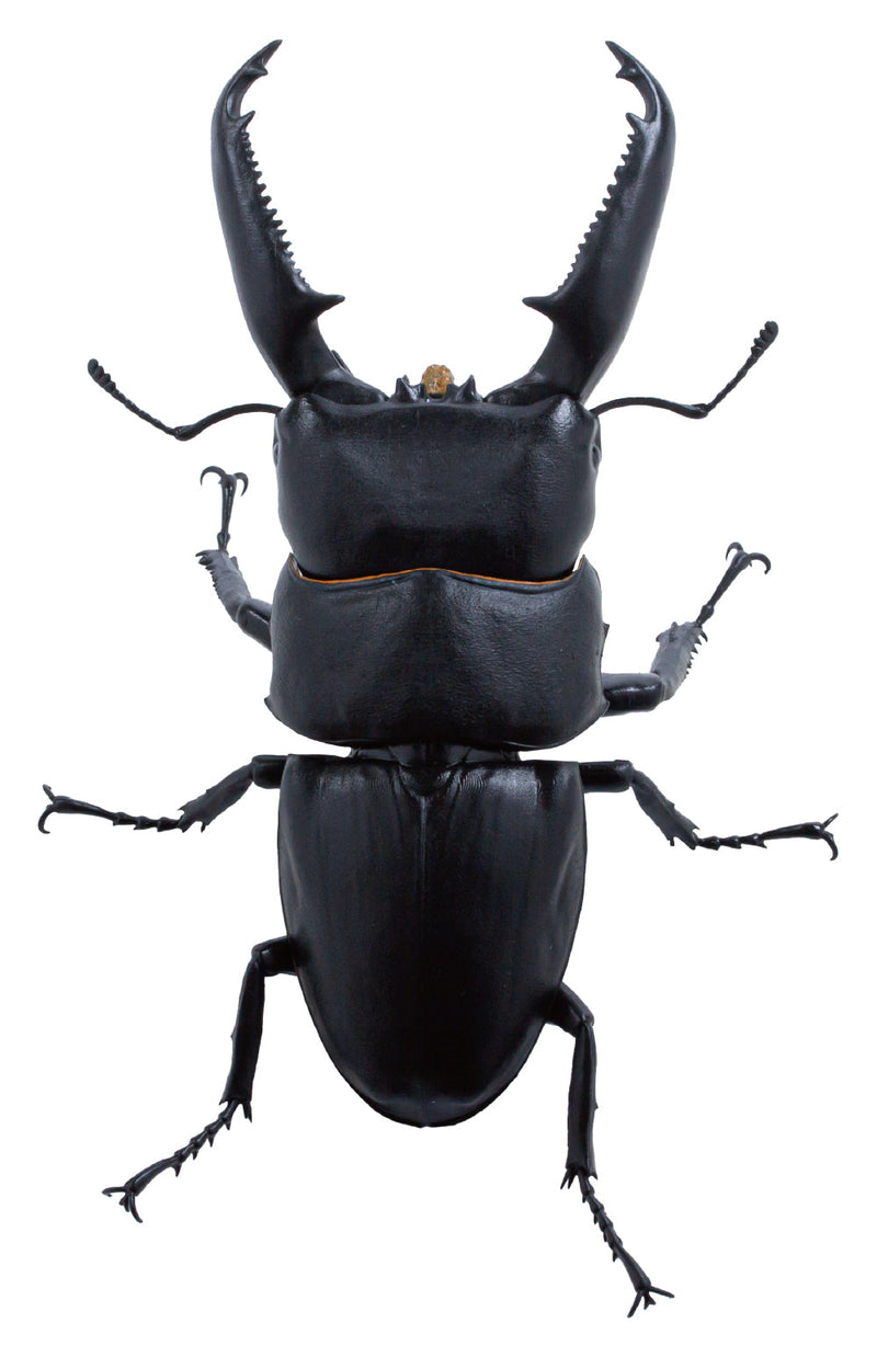 SO-TA Animalier Collection Dorcus Titanus 4Pack BOX 1/1 Figurine JAPON OFFICIEL