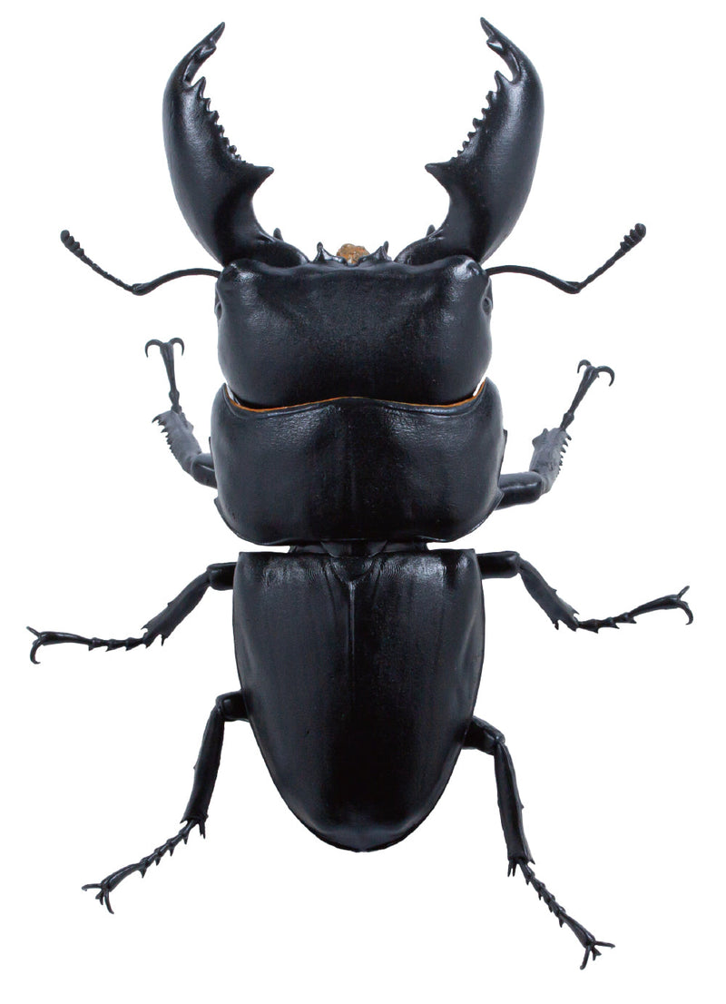 SO-TA Animalier Collection Dorcus Titanus 4Pack BOX 1/1 Figurine JAPON OFFICIEL