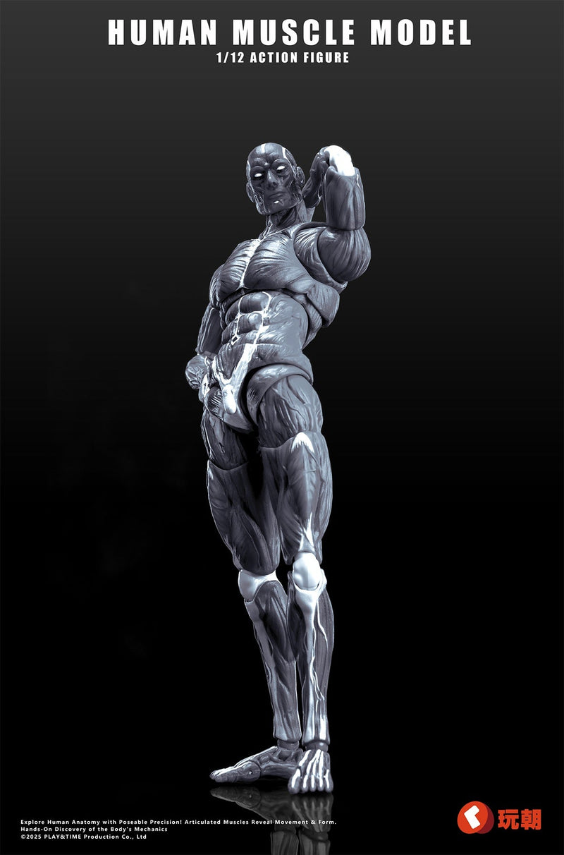 KEEPGOING Studio Modello di muscolo umano Grigio 1/12 Action Figure UFFICIALE GIAPPONE