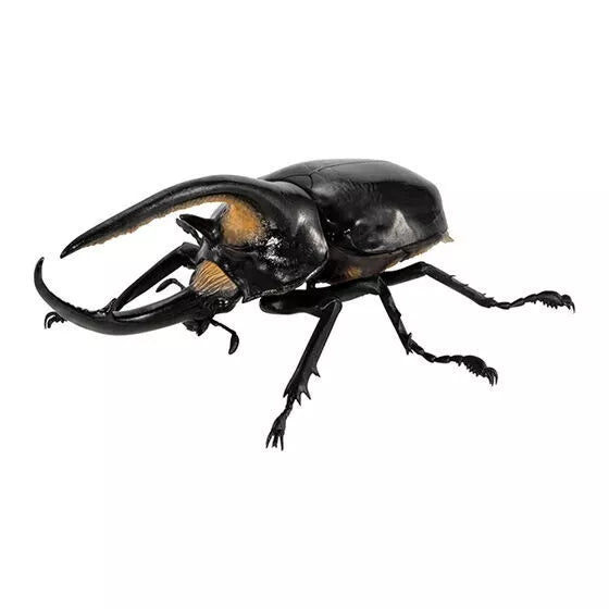 BANDAI Ikimono Encyclopedia Beetle 08 Set completo Figure Capsule Toy Giappone